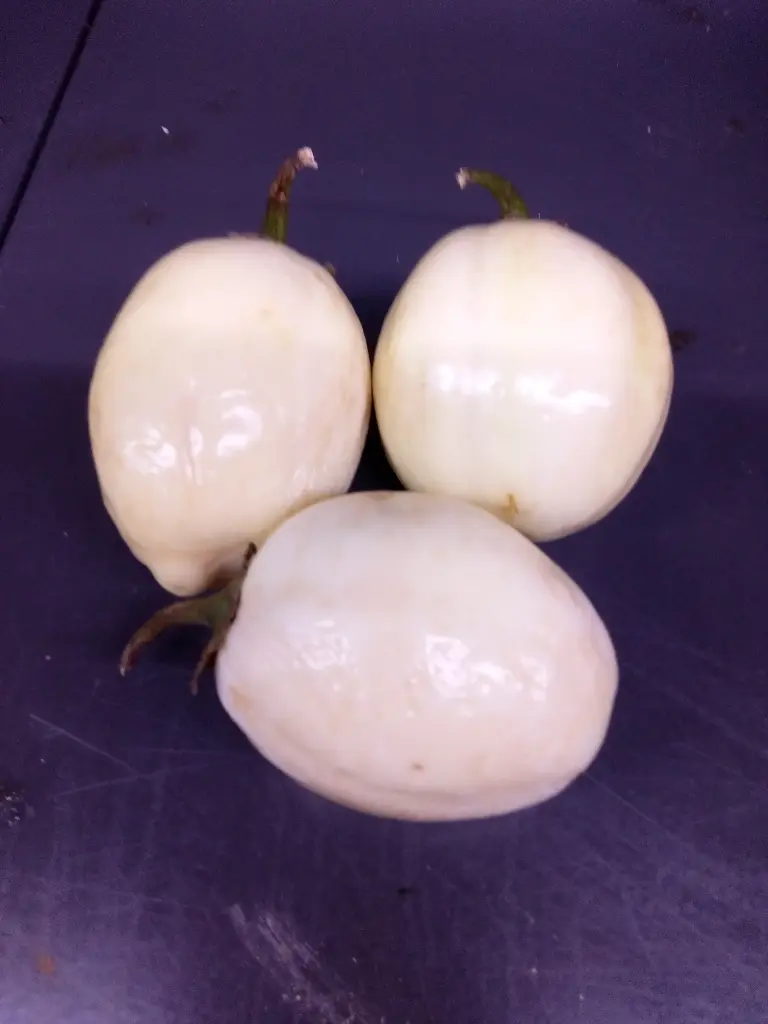 Garden Eggs p.kg