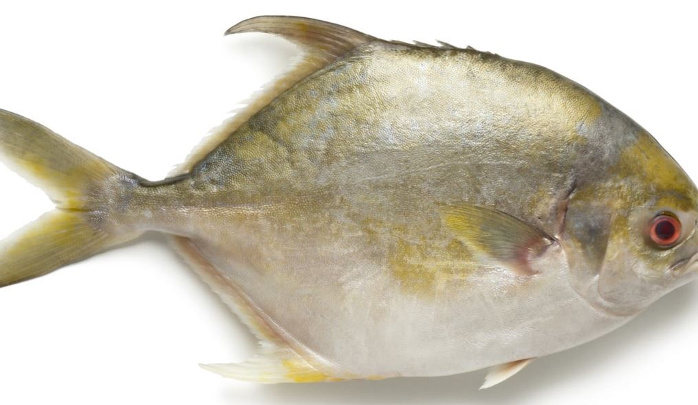 Asian Choice: Golden Pomfret Fish Stück