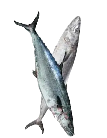 Asian Choice: King Fish p.KG