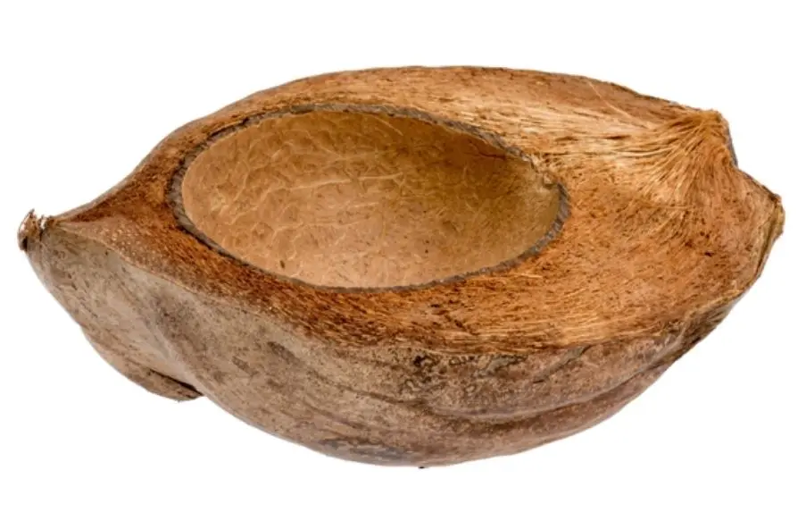 Kokosnuss Halb Geschält/ Half Coconut Peeled