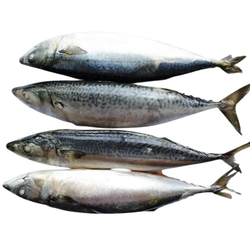 Westcoast: 1kg Mackerel/ Makrele fish W/R