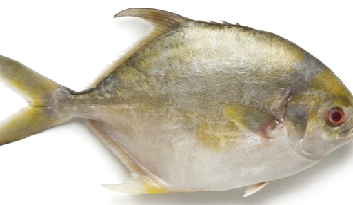 Asian Choice: Golden Pomfret Fish Stück