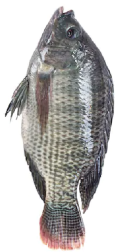 Asian Choice: 1kg Tilapia G&S Fish.