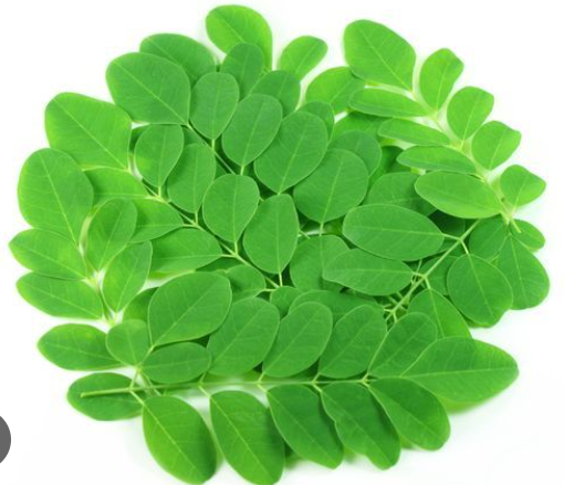 moringa leaves stück