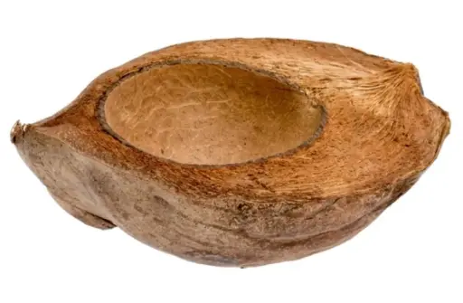 Kokosnuss Halb Geschält/ Half Coconut Peeled