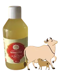 Lakshmi: 200ml Goumutra Water